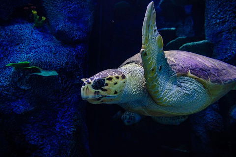Sydney Attractions Pass: SEA LIFE Aquarium, Sydney Tower Eye, WILD LIFE Zoo And Madame Tussauds - Hotel VIC 1