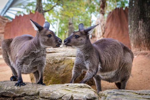 Sydney Attractions Pass: SEA LIFE Aquarium, Sydney Tower Eye, WILD LIFE Zoo And Madame Tussauds - Hotel VIC 5