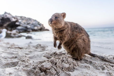 Rottnest Island All-Inclusive Grand Island Tour From Fremantle - Hotel VIC 2