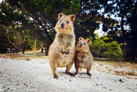 Rottnest Island All-Inclusive Grand Island Tour From Fremantle - Hotel VIC 5