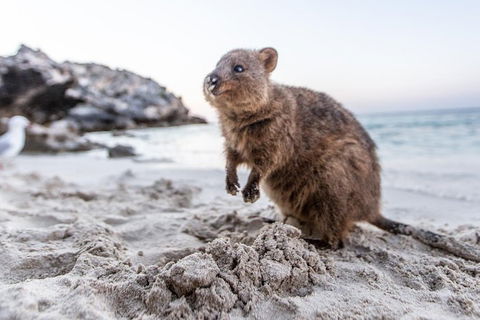Perth To Rottnest Island Roundtrip Ferry Ticket - Hotel VIC 5