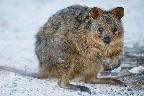 Rottnest Island Bayseeker Day Trip From Perth - Hotel VIC 2