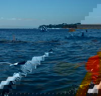 Mornington Peninsula Kayak Coastline Tour of Dolphin Sanctuary - Hotel VIC