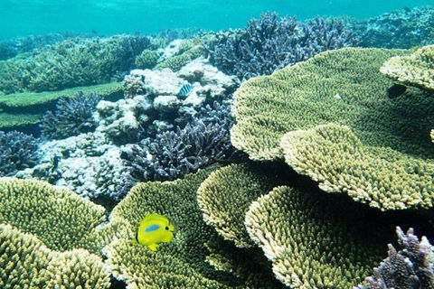 Abrolhos Islands Scenic Flight & Snorkel Adventure From Perth - Hotel VIC 4