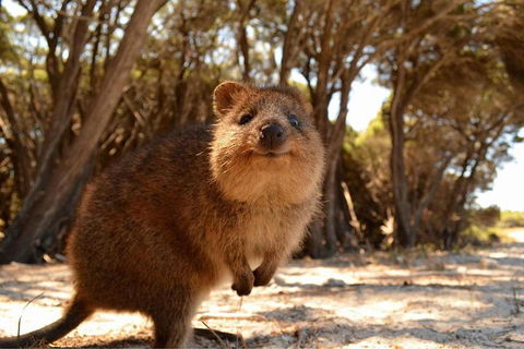 Wave Rock & Rottnest Island - Air & Ground Tour - Hotel VIC 0