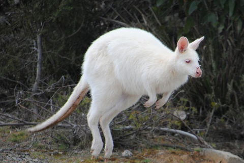 Small-Group Day Trip From Hobart To Bruny Island - Hotel VIC 2