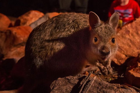 Alice Springs Desert Park Nocturnal Tour - Hotel VIC 3