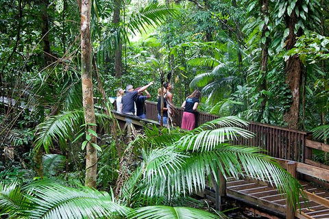 Full Day Daintree Rainforest And Mossman Gorge Tour - Hotel VIC 1