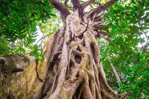 Mossman Gorge Adventure Day - Hotel VIC 1