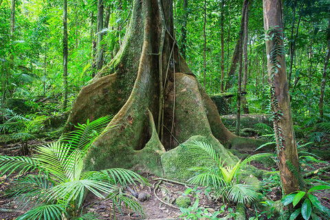 Mossman Gorge Adventure Day - Hotel VIC 4