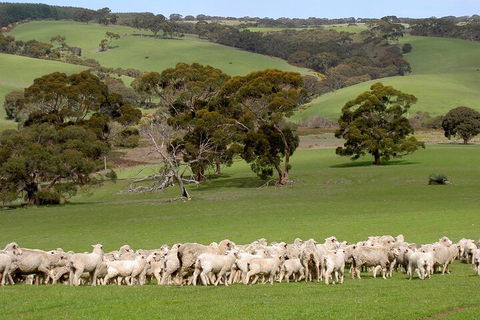 Kangaroo Island Luxury Small Group 'Island Life' Full Day Tour - Hotel VIC 1