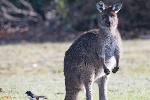 Kangaroo Island Luxury Small Group 'Island Life' Full Day Tour - Hotel VIC 2
