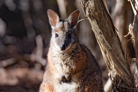 Kangaroo Island Luxury Small Group 'Island Life' Full Day Tour - Hotel VIC 3