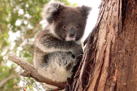 Kangaroo Island Luxury Small Group 'Island Life' Full Day Tour - Hotel VIC 4