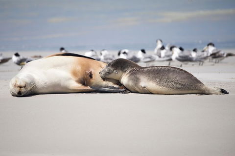 Kangaroo Island Luxury Small Group 'Island Life' Full Day Tour - Hotel VIC 5