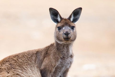 Kangaroo Island Luxury Small Group 'East End Explorer' Full Day Tour - Hotel VIC 1
