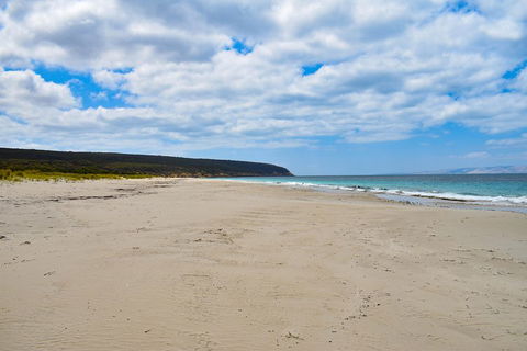 Kangaroo Island Luxury Small Group 'East End Explorer' Full Day Tour - Hotel VIC 3