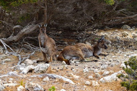 Kangaroo Island Luxury Small Group 'East End Explorer' Full Day Tour - Hotel VIC 4
