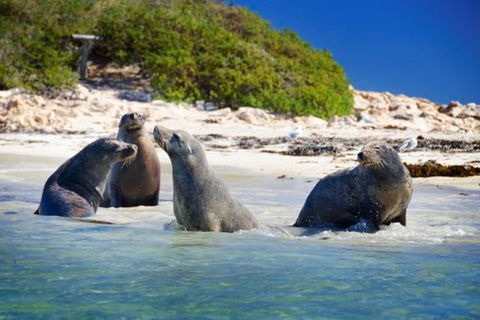 Dolphin, Penguin And Sea Lion Cruise - Hotel VIC 0