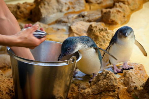 Dolphin, Penguin And Sea Lion Cruise - Hotel VIC 3