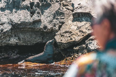 Adventure Rottnest Tour With Ferry & Adventure Cruise From Perth Or Fremantle - Hotel VIC 1