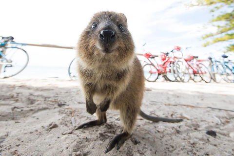 Rottnest Island Round-Trip Ferry From Perth Or Fremantle - Hotel VIC 3