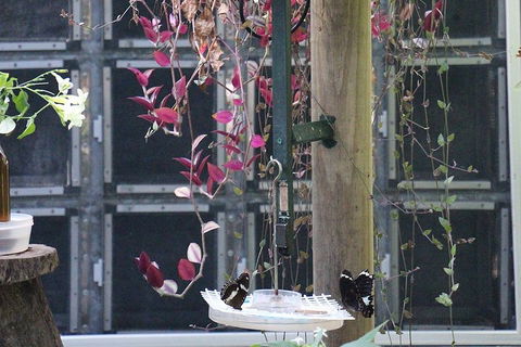 Australian Butterfly Sanctuary- Virtual Interactive Tour With Private Guide - Hotel VIC 1