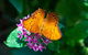 Australian Butterfly Sanctuary- Virtual Interactive Tour With Private Guide - thumb 3