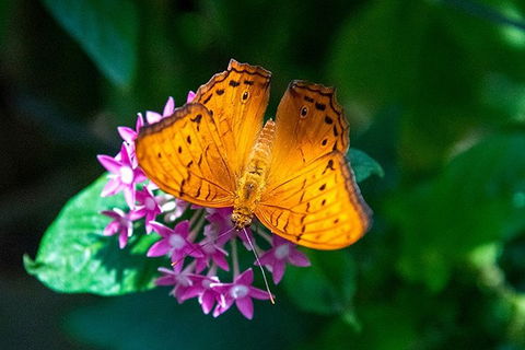 Australian Butterfly Sanctuary- Virtual Interactive Tour With Private Guide - Hotel VIC 3