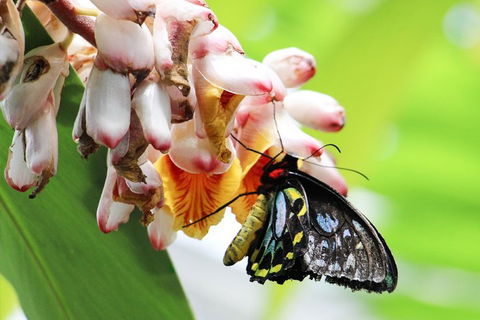 Australian Butterfly Sanctuary- Virtual Interactive Tour With Private Guide - Hotel VIC 5