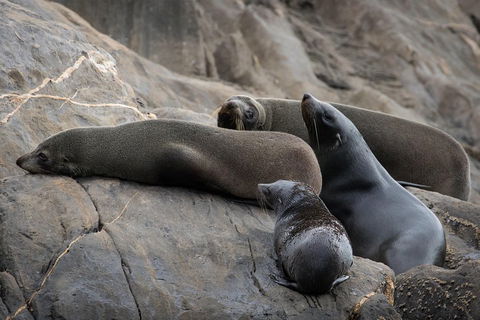 Kangaroo Island Ocean Safari - Snorkeling Safari - Hotel VIC 0