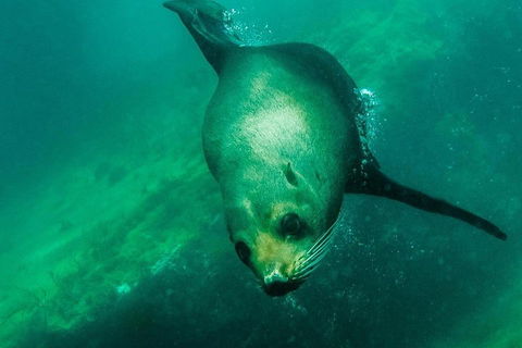 Kangaroo Island Ocean Safari - Snorkeling Safari - Hotel VIC 1