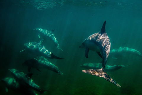 Kangaroo Island Ocean Safari - Snorkeling Safari - Hotel VIC 2