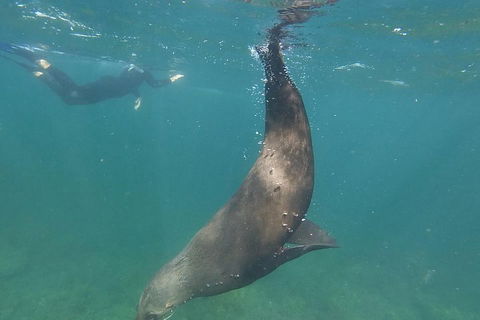 Kangaroo Island Ocean Safari - Snorkeling Safari - Hotel VIC 3