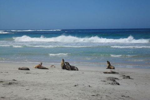Kangaroo Island In A Day Tour From Adelaide - Hotel VIC 1