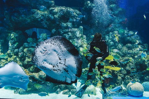 Cairns Aquarium Dive With The Sharks - Hotel VIC 2