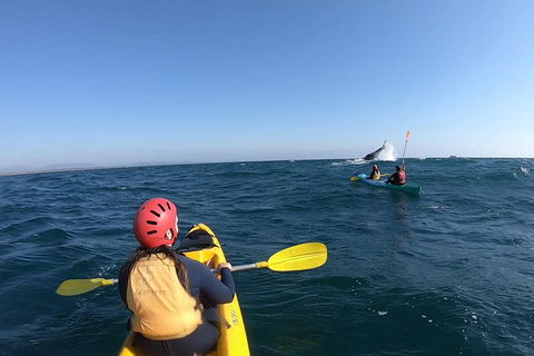 Kayaking With Dolphins In Byron Bay Guided Tour - Hotel VIC 3