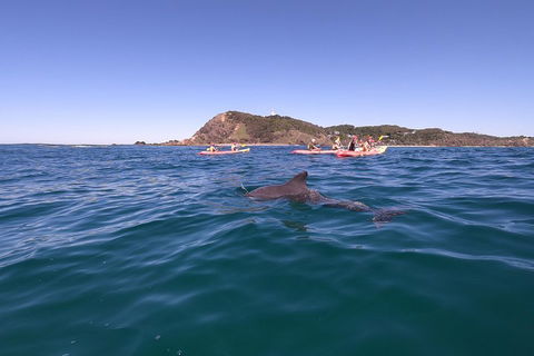 Kayaking With Dolphins In Byron Bay Guided Tour - Hotel VIC 5