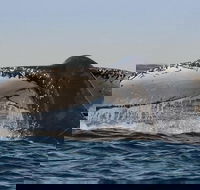 Sydney Whale-Watching Cruise Including Lunch or Breakfast - Hotel VIC