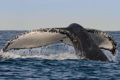 Sydney Whale-Watching Cruise Including Lunch Or Breakfast - Hotel VIC 0