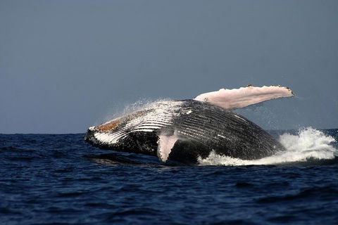 Sydney Whale-Watching Cruise Including Lunch Or Breakfast - Hotel VIC 1