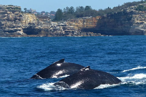 Sydney Whale-Watching Cruise Including Lunch Or Breakfast - Hotel VIC 2