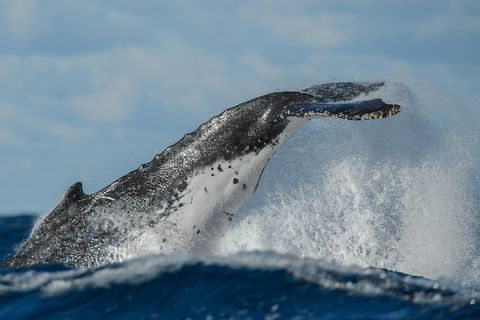Sydney Whale-Watching Cruise Including Lunch Or Breakfast - Hotel VIC 4