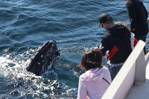 Sydney Whale-Watching Cruise Including Lunch Or Breakfast - Hotel VIC 5