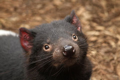 Day Tour In Mt. Field, Mt. Wellington, Bonorong Wildlife Sanctuary And Richmond - Hotel VIC 4