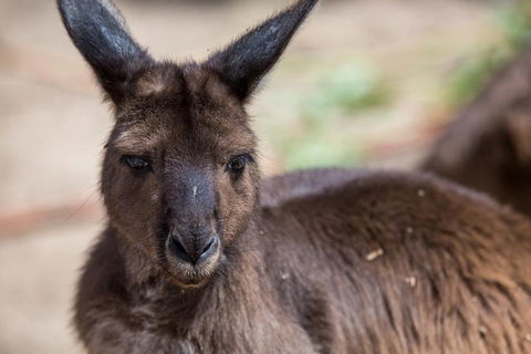 Australian Wildlife Tour At Melbourne Zoo Ticket - Hotel VIC 0