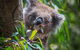 Australian Wildlife Tour At Melbourne Zoo Ticket - thumb 1