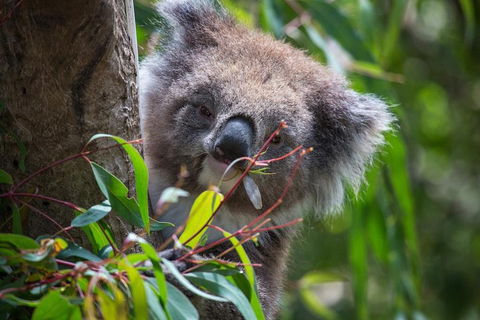 Australian Wildlife Tour At Melbourne Zoo Ticket - Hotel VIC 1