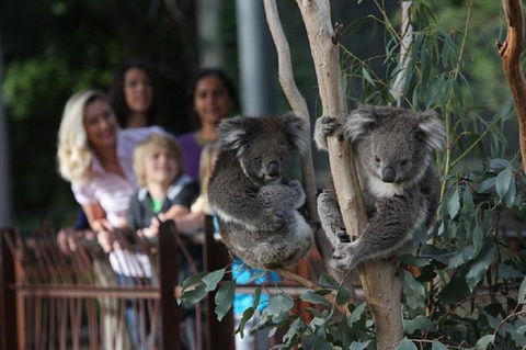 Australian Wildlife Tour At Melbourne Zoo Ticket - Hotel VIC 2