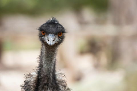 Australian Wildlife Tour At Melbourne Zoo Ticket - Hotel VIC 3